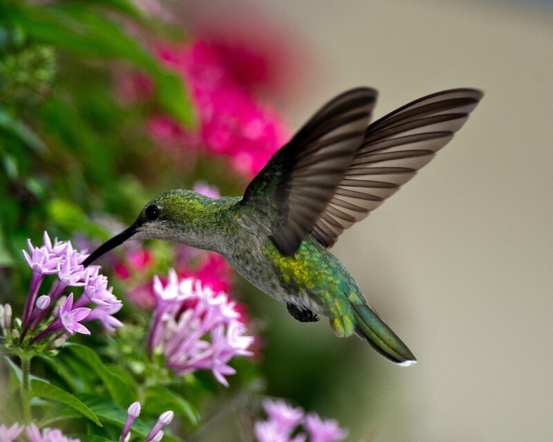 Hummingbird Feeding — Green, Calm, Afternoon, Photograph, Flowers, Green Leaves
