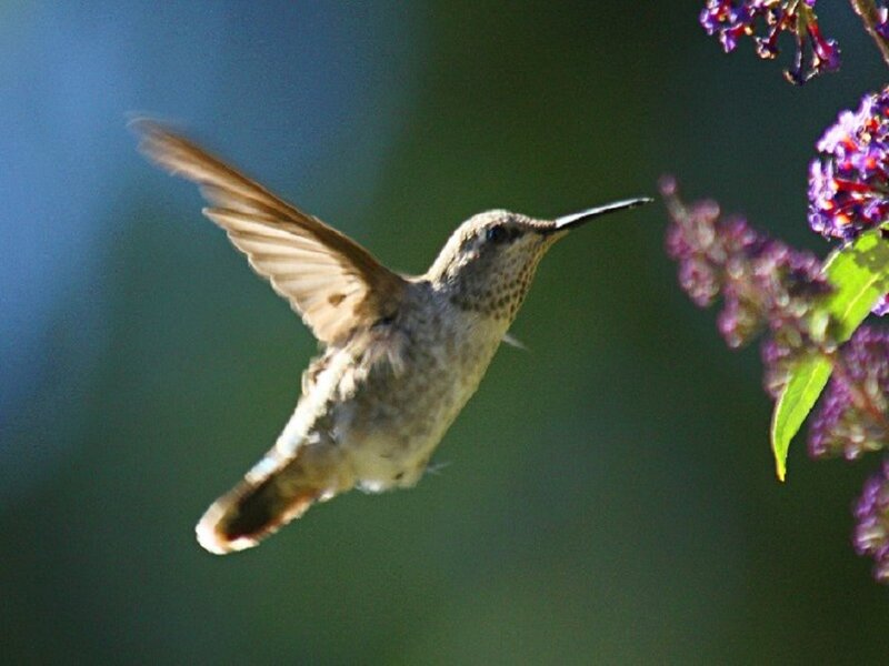 Hummingbird Feeding — Green, Calm, Afternoon, Photograph, Flowers
