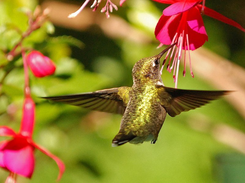 Hummingbird Feeding — Green, Calm, Afternoon