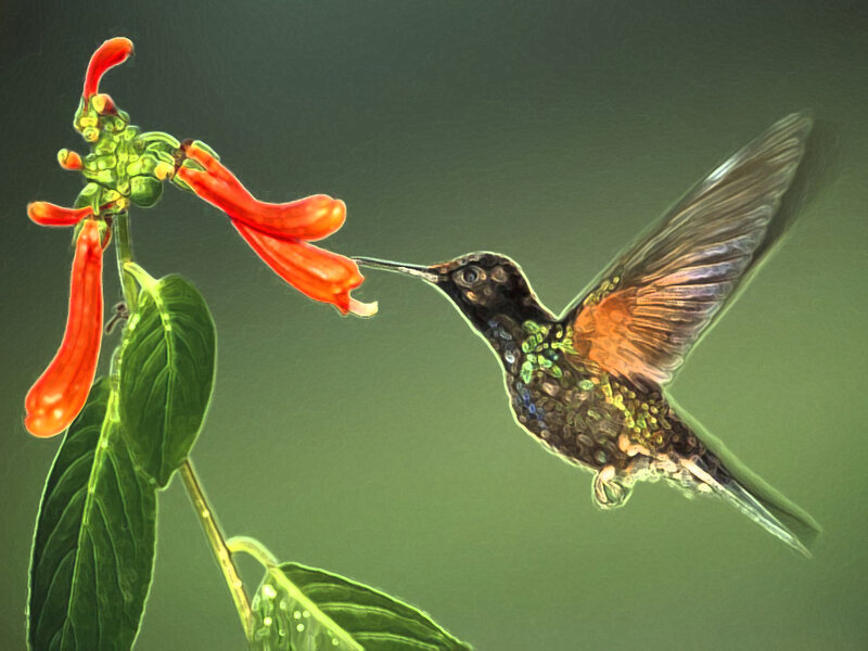 Hummingbird Feeding — Green, Calm, Digital Art