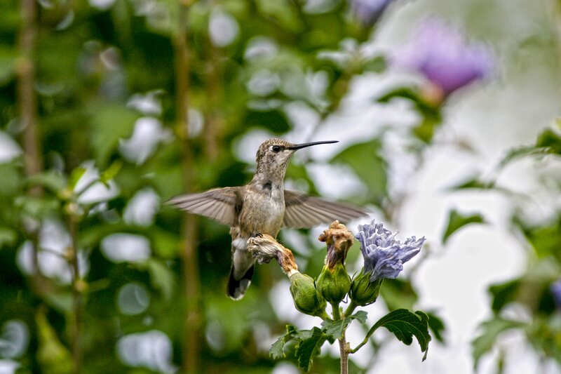 Hummingbird Feeding — Green, Calm, Morning