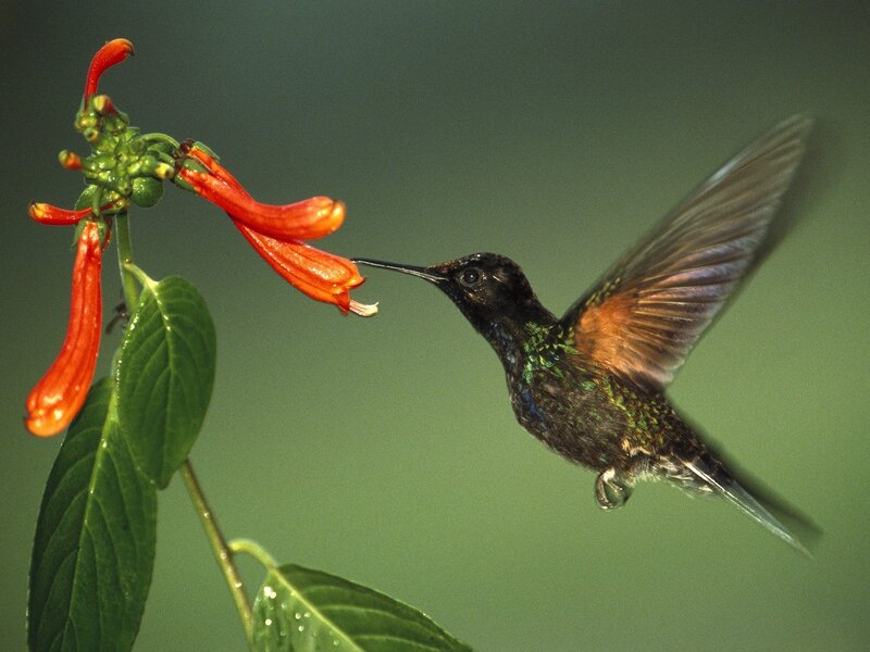 Hummingbird Feeding — Green, Calm, Photograph, Flower, Leaf