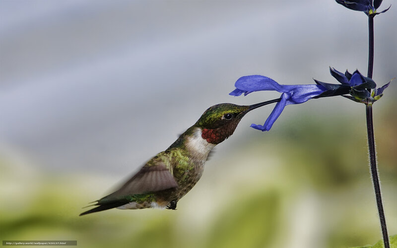 Hummingbird Feeding — Green, Calm, Photograph, Flower, Plant