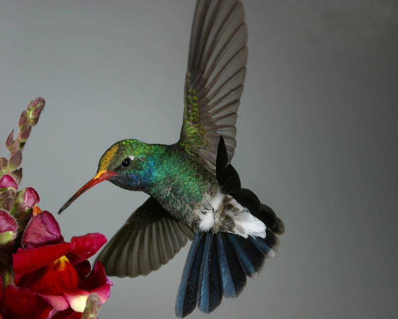 Hummingbird Feeding — Green, Calm, Photograph, Flower, Wing, Beak