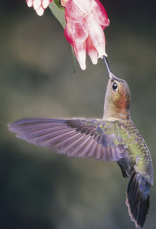 Hummingbird Feeding — Green, Calm, Photograph, Flower, Wing, Purple