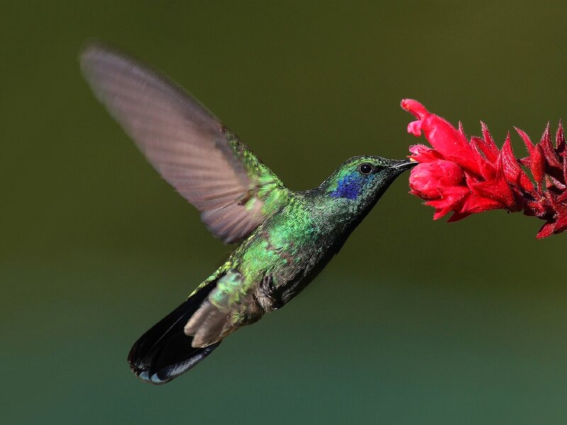 Hummingbird Feeding — Green, Calm, Photograph