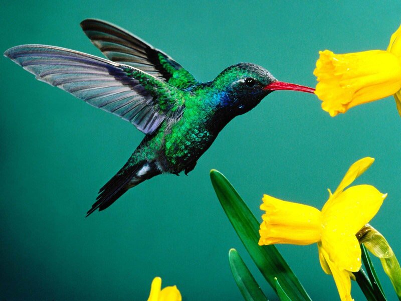 Hummingbird Feeding — Green, Calm, Spring, Photograph