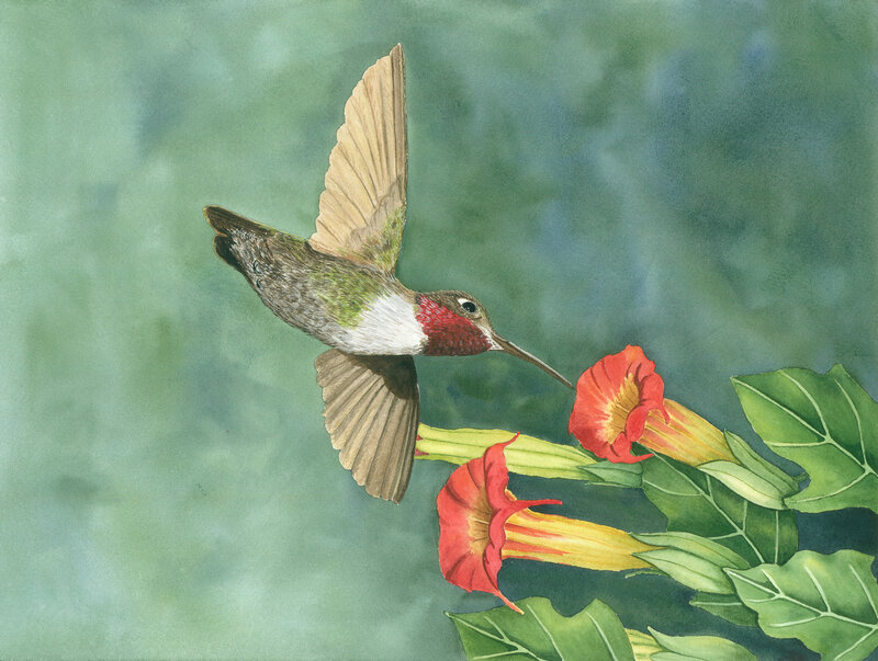 Hummingbird Feeding — Green, Calm