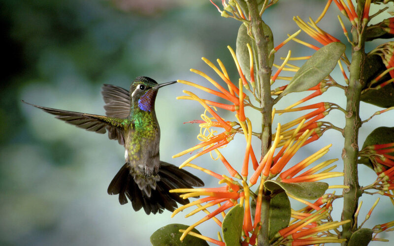 Hummingbird Feeding — Green, Natural, Afternoon, Photograph, Flower