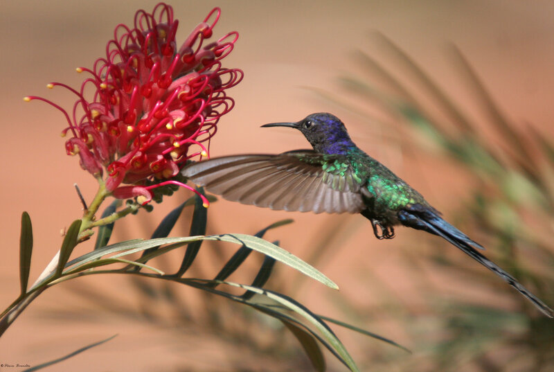 Hummingbird Feeding — Green, Natural, Afternoon, Photograph, Flower, Wing