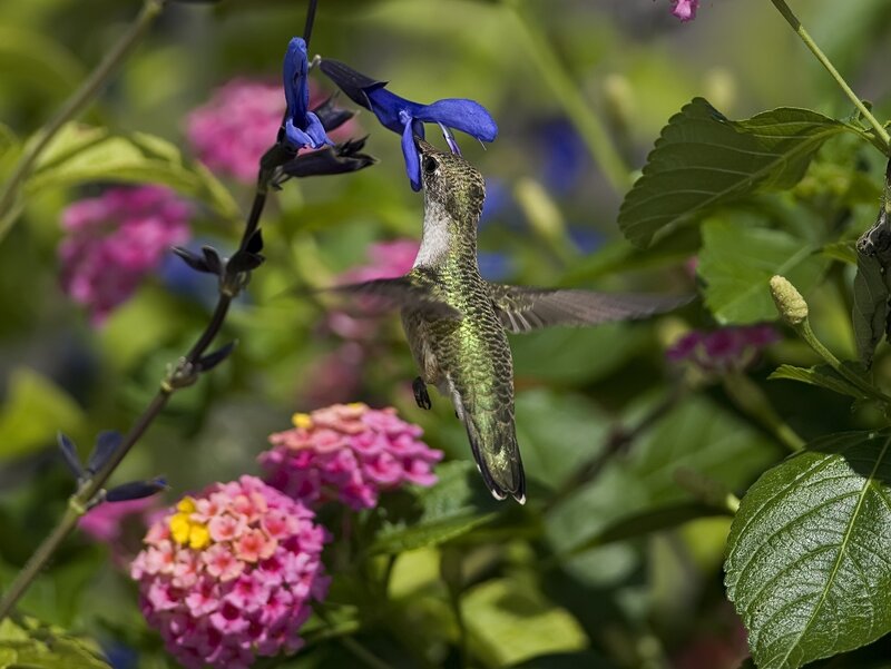 Hummingbird Feeding — Green, Natural, Afternoon, Photograph, Flowers