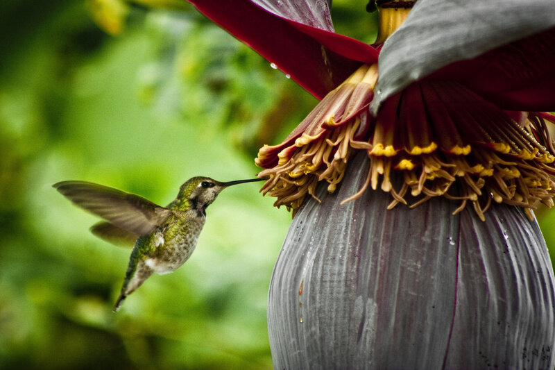 Hummingbird Feeding — Green, Natural, Afternoon