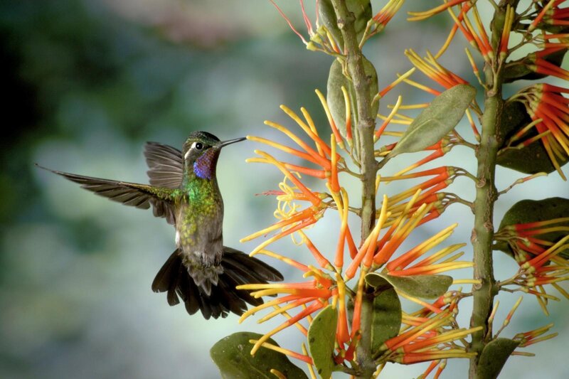 Hummingbird Feeding — Green, Natural, Morning, Photograph