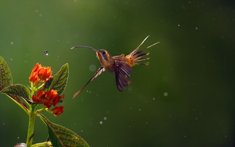 Hummingbird Feeding — Green, Natural, Photograph, Flower, Leaf, Droplet