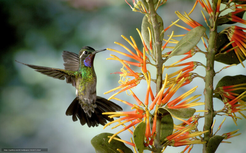 Hummingbird Feeding — Green, Natural, Photograph, Flower, Wing