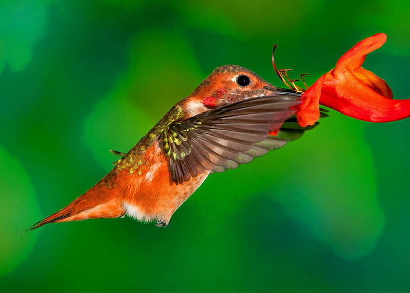 Hummingbird Feeding — Green, Natural, Photograph
