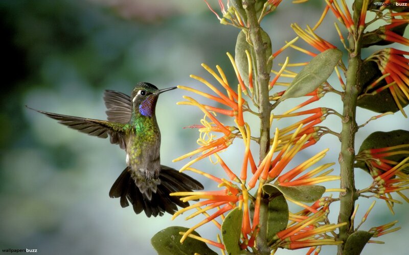 Hummingbird Feeding — Green, Natural