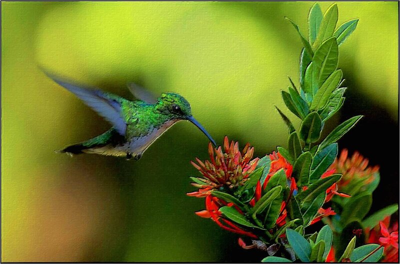Hummingbird Feeding — Green, Serene, Afternoon, Photograph, Flower