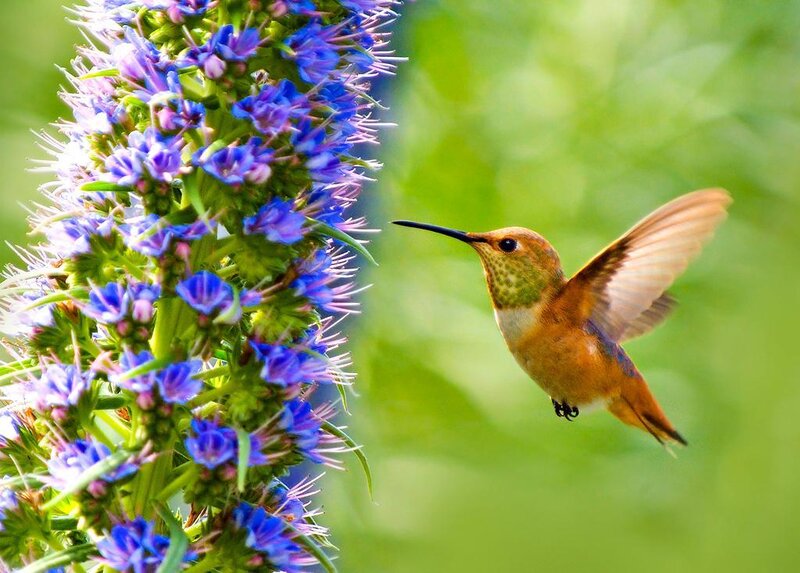 Hummingbird Feeding — Green, Serene, Afternoon, Photograph, Flower, Wing