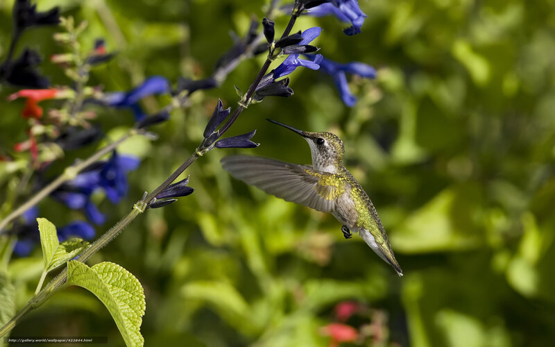 Hummingbird Feeding — Green, Serene, Afternoon, Photograph, Flowers
