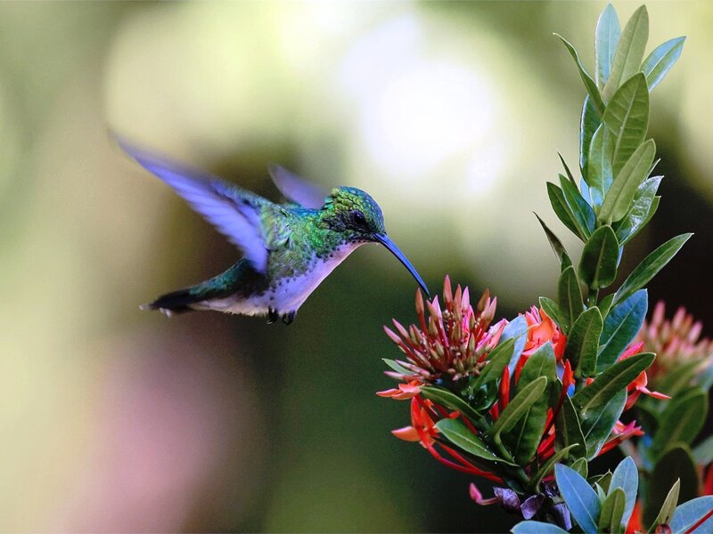 Hummingbird Feeding — Green, Serene, Afternoon