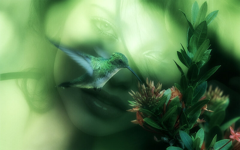 Hummingbird Feeding — Green, Serene, Digital Art