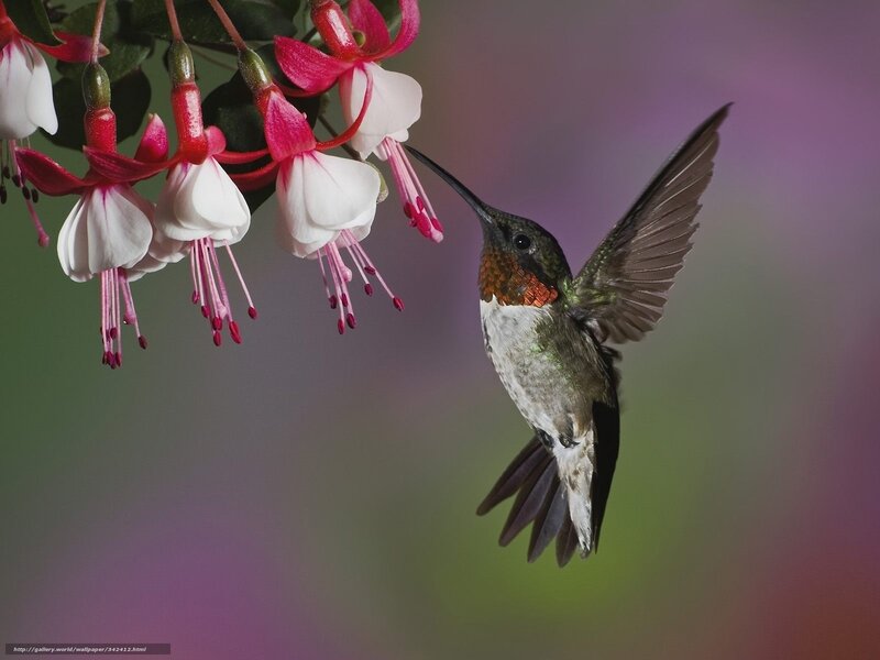 Hummingbird Feeding — Green, Serene, Photograph