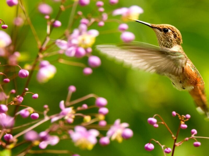 Hummingbird Feeding — Green, Serene