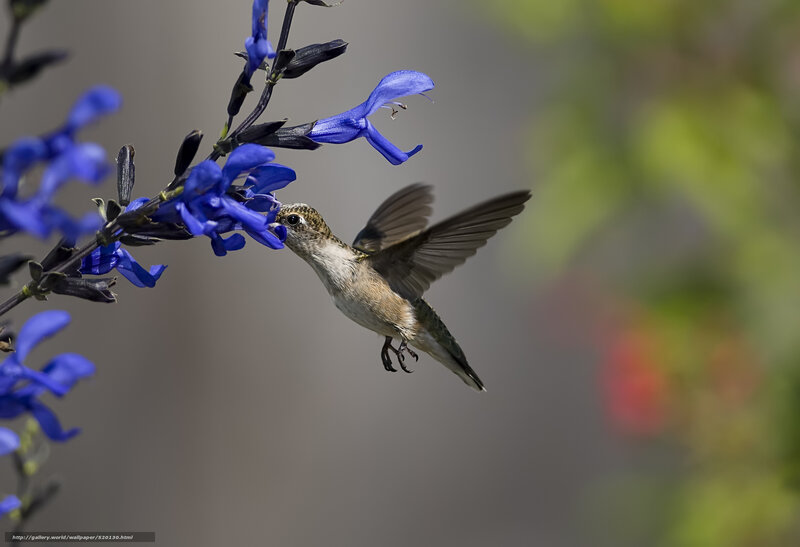Hummingbird feeding on blue flower