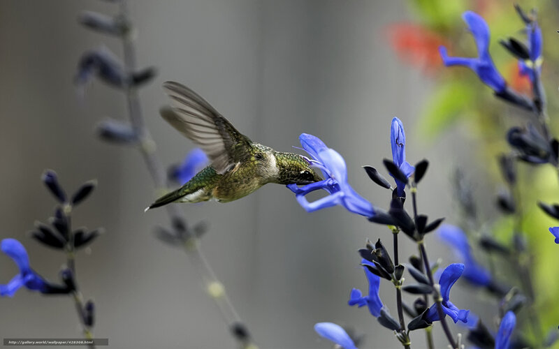 hummingbird feeding on blue flower