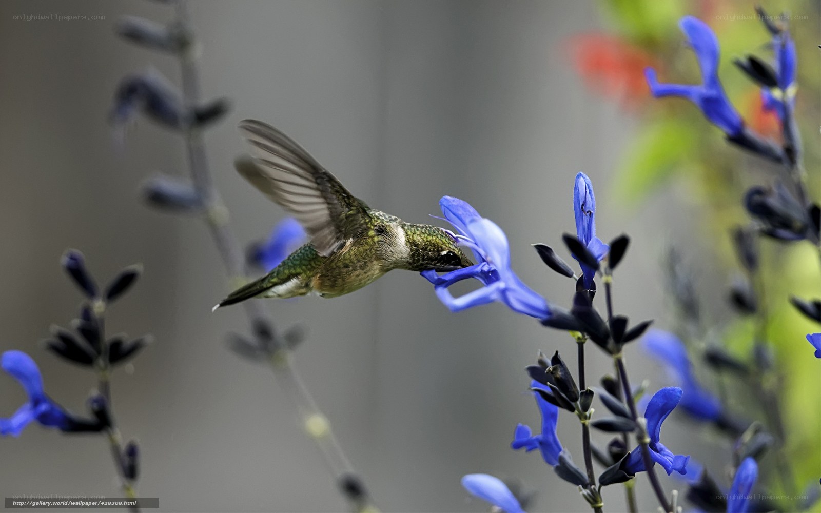 hummingbird feeding on blue flower