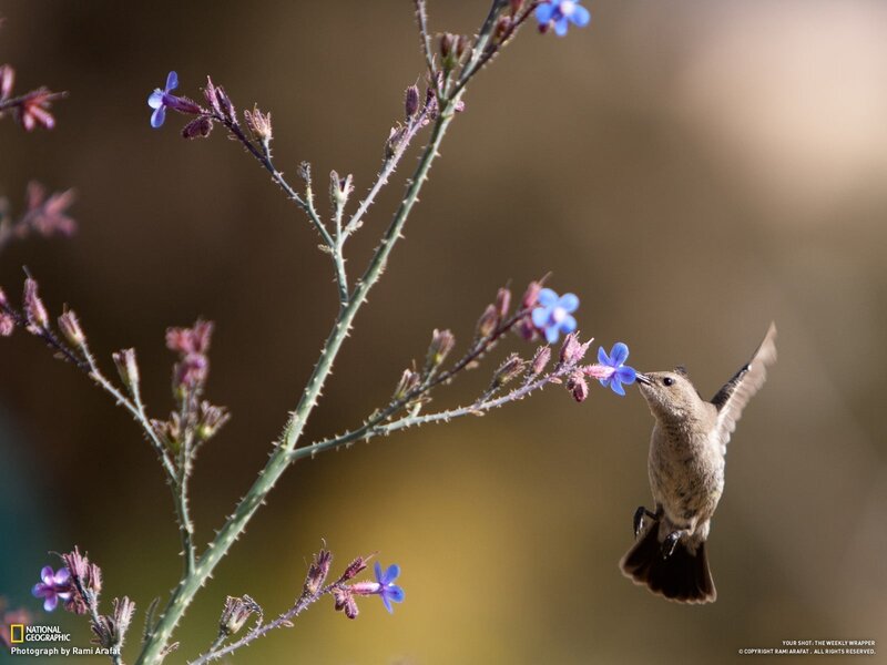 hummingbird feeding on blue flowers