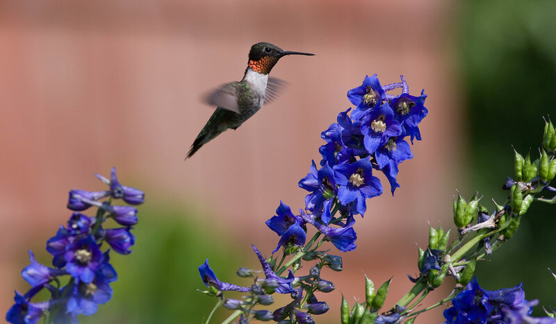 hummingbird feeding on blue flowers