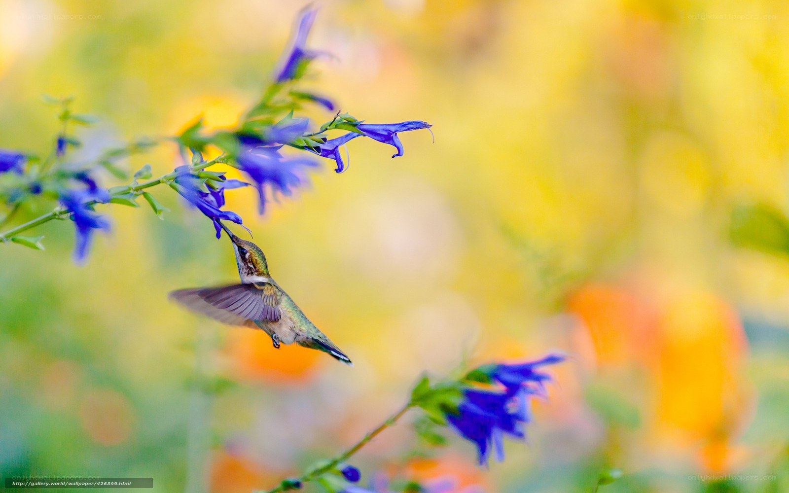 Hummingbird feeding on blue flowers