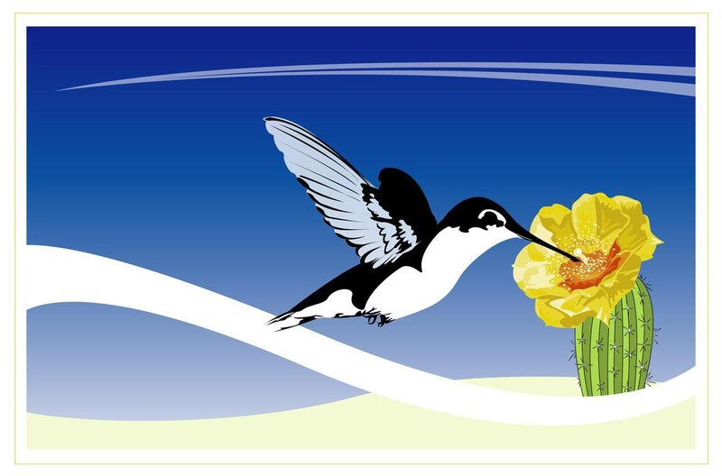 hummingbird feeding on cactus flower