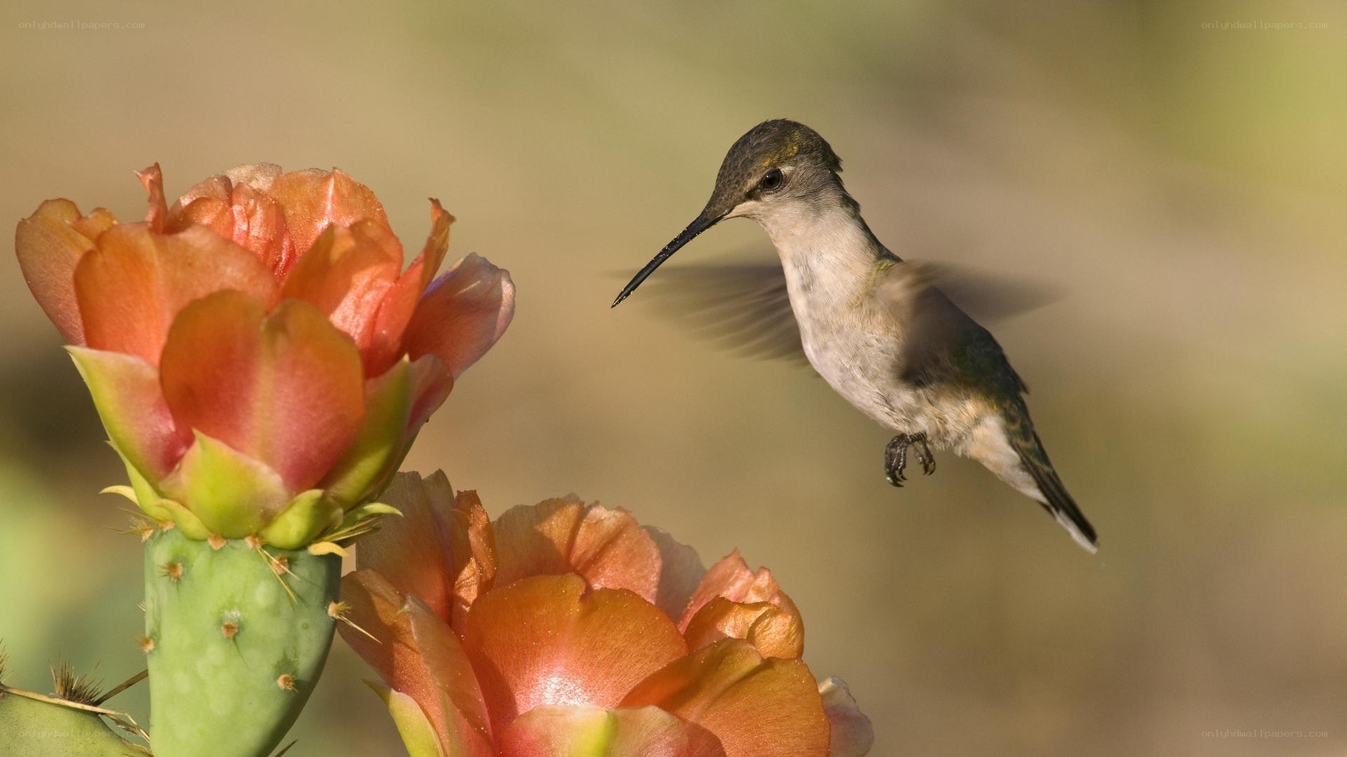 Hummingbird feeding on cactus flower