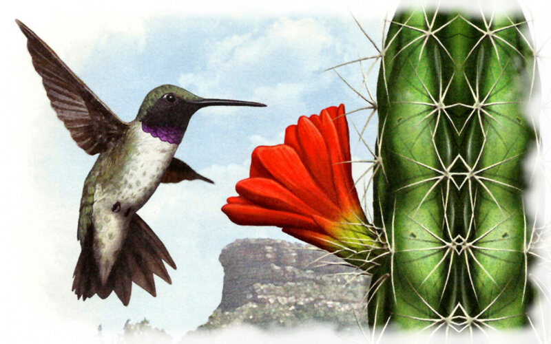 Hummingbird Feeding on Cactus