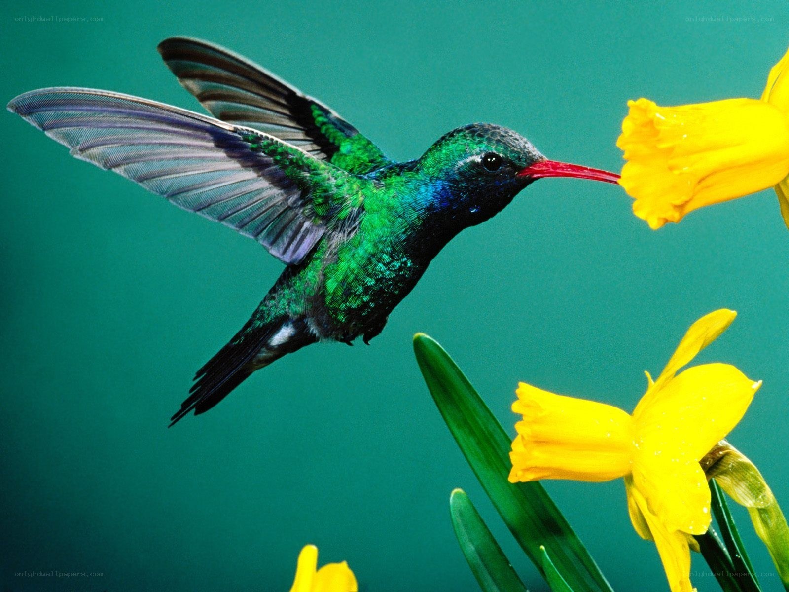hummingbird feeding on daffodil