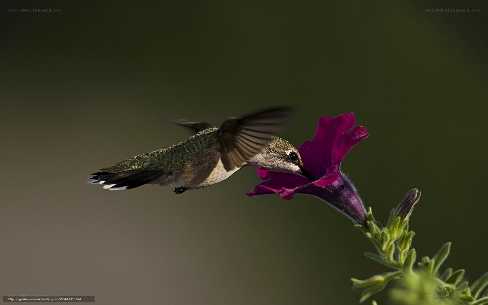 hummingbird feeding on flower