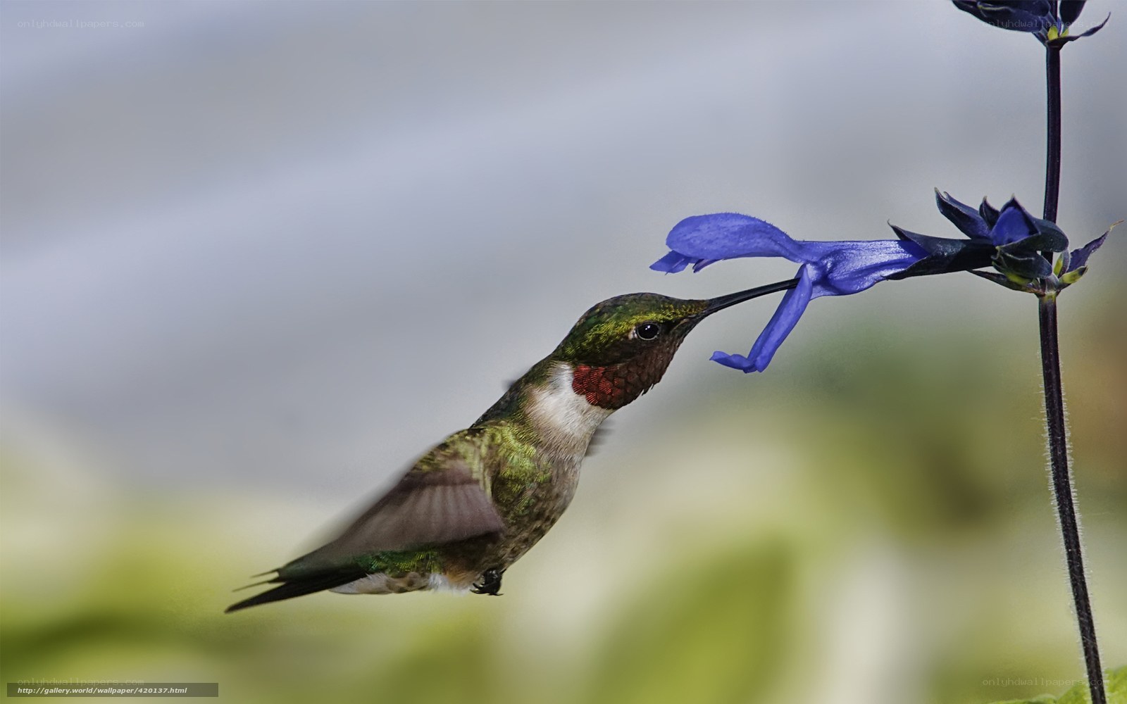 hummingbird feeding on flower