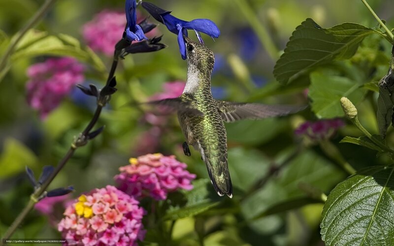 hummingbird feeding on flower