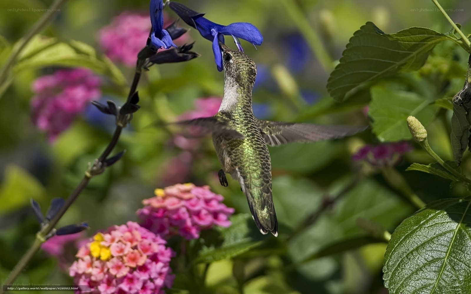 hummingbird feeding on flower