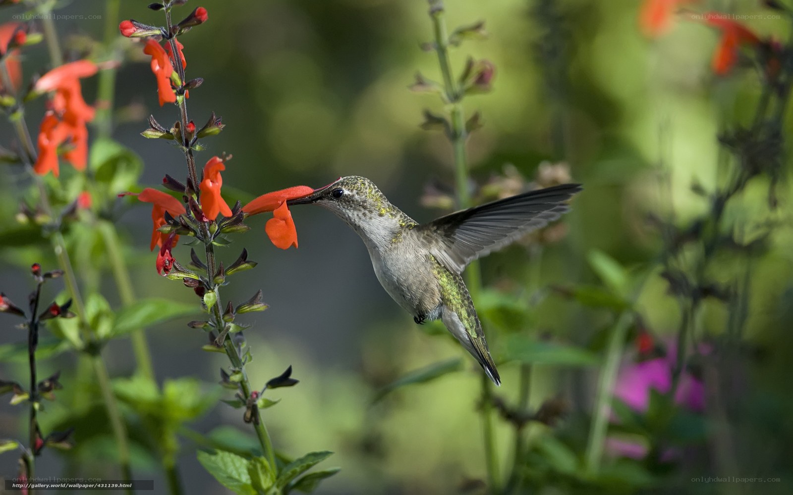 hummingbird feeding on flower
