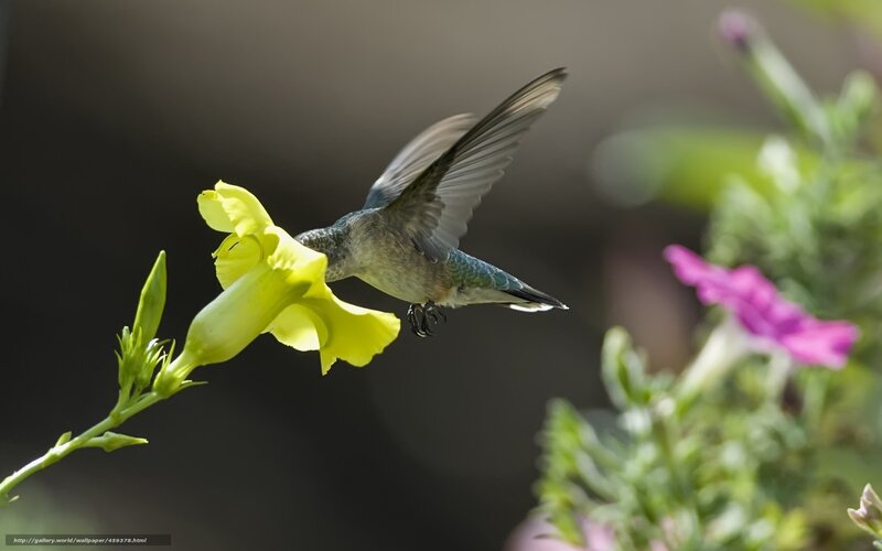 hummingbird feeding on flower
