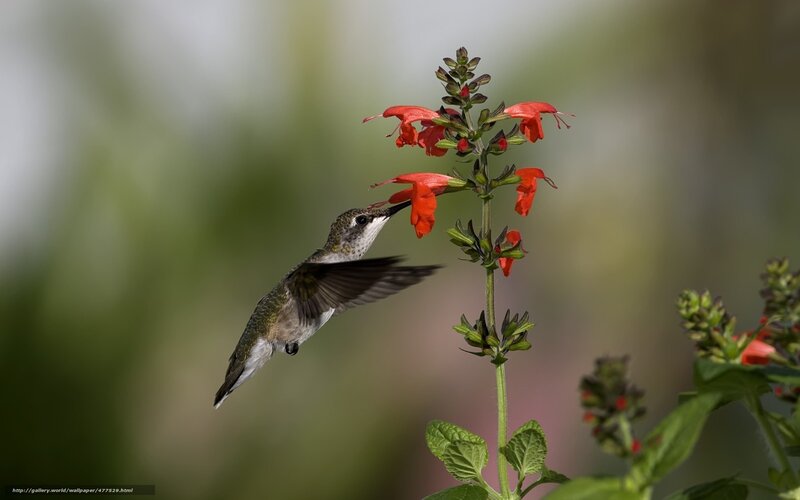 hummingbird feeding on flower
