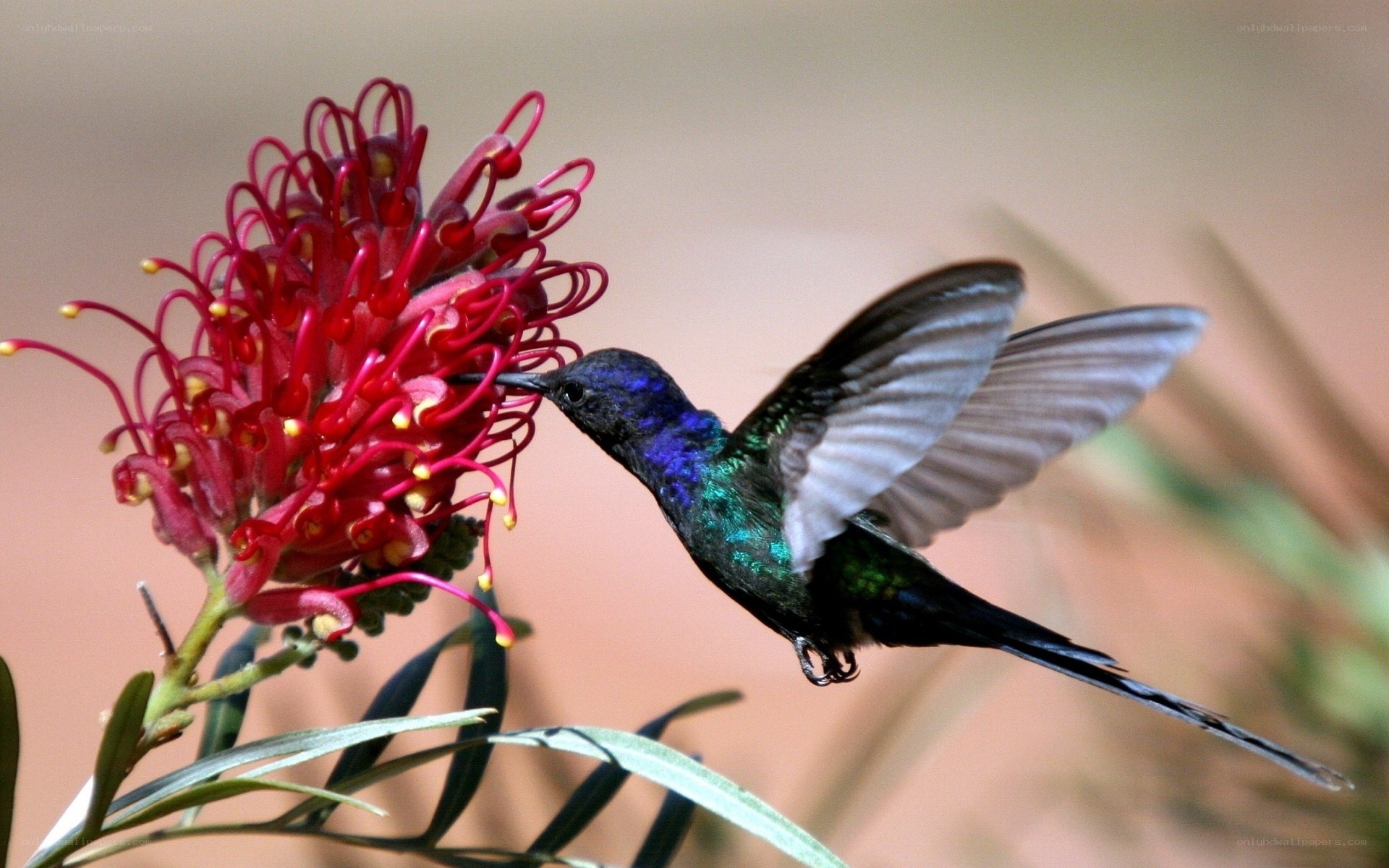 hummingbird feeding on flower