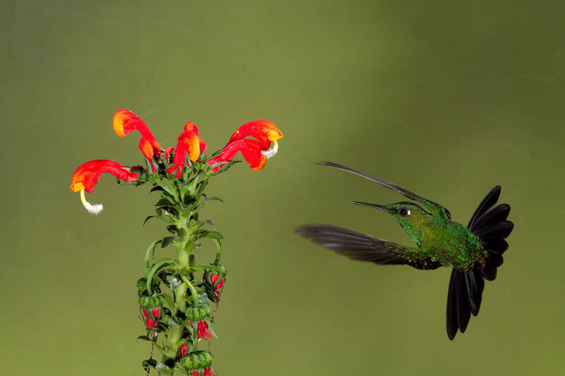 hummingbird feeding on flower
