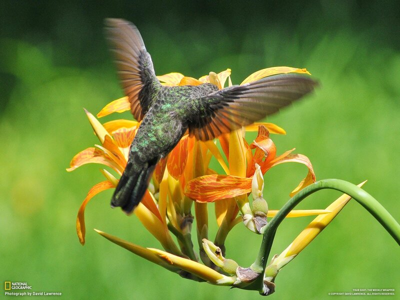 Hummingbird feeding on flower
