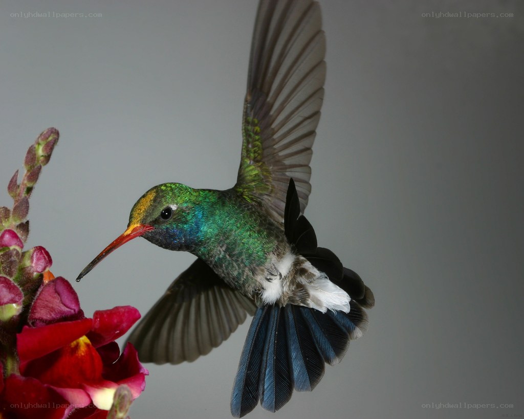 hummingbird feeding on flower