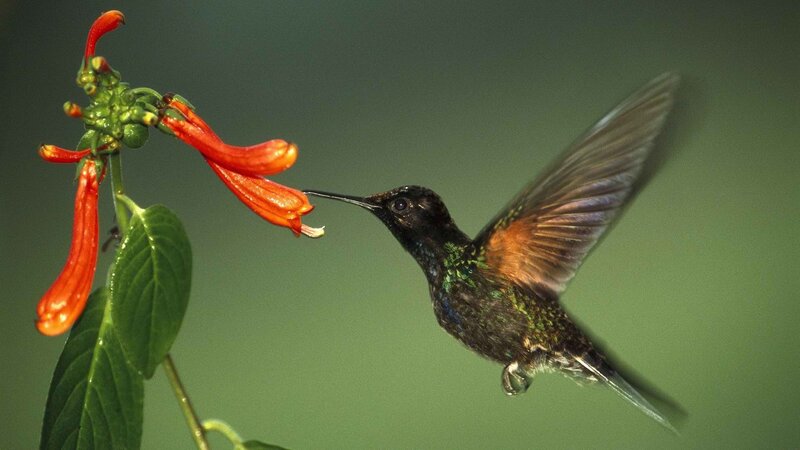 hummingbird feeding on flower